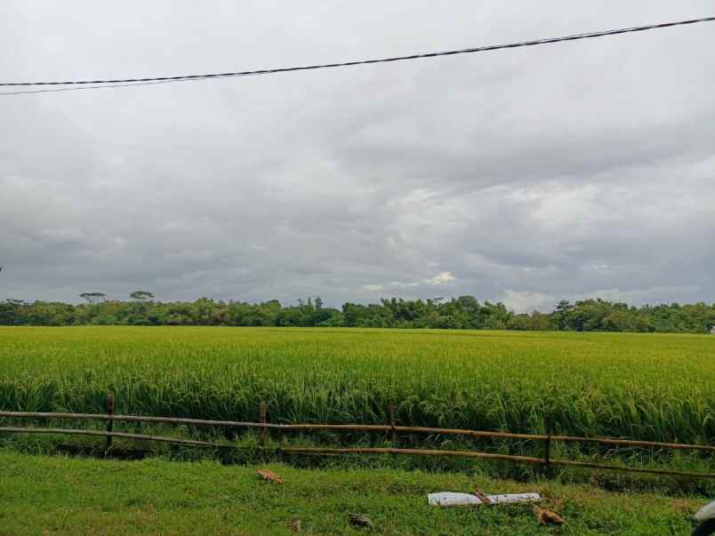 tanah sawah subur 1845m dekat sragen kota