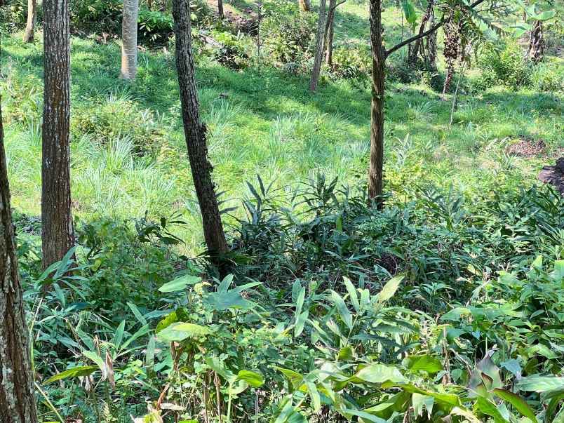 tanah udara dingin 2000m ngargoyoso karanganyar