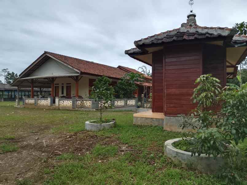 vila kebun ada kandang sapi kambing subang