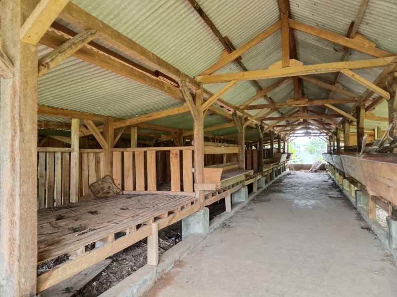 vila kebun ada kandang sapi kambing subang