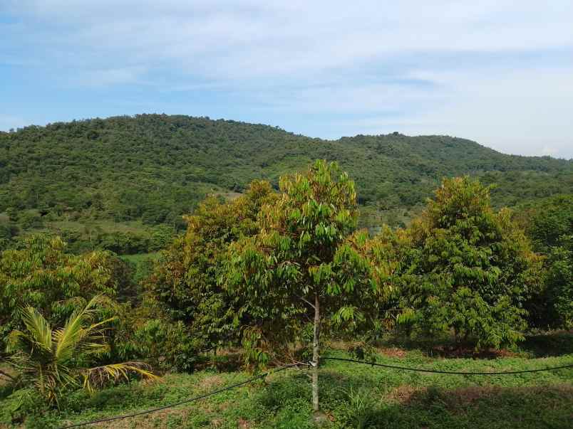vila kebun durian subang jawa barat
