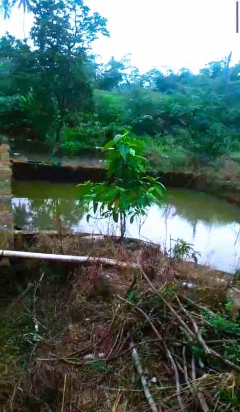 villa di bernung gedong tataan luas tanah 3371m