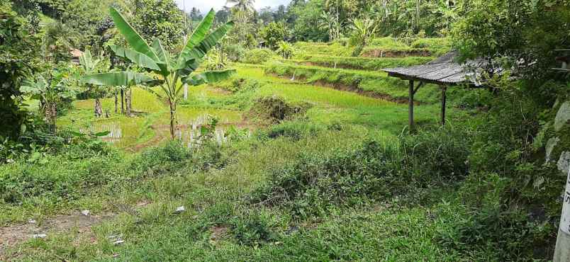 15 ha tanah sawah bukit batu mata air panas air terjun