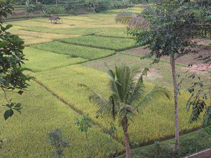 15 ha tanah sawah bukit batu mata air panas air terjun