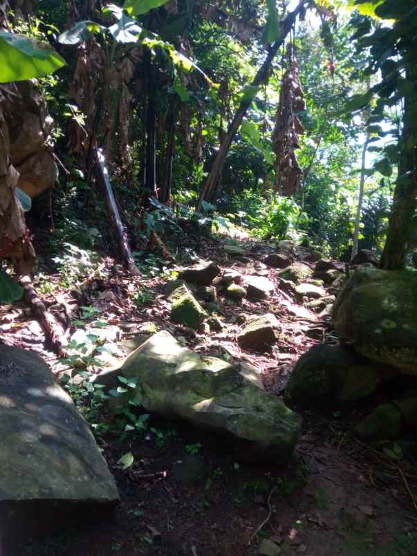 15 ha tanah sawah bukit batu mata air panas air terjun