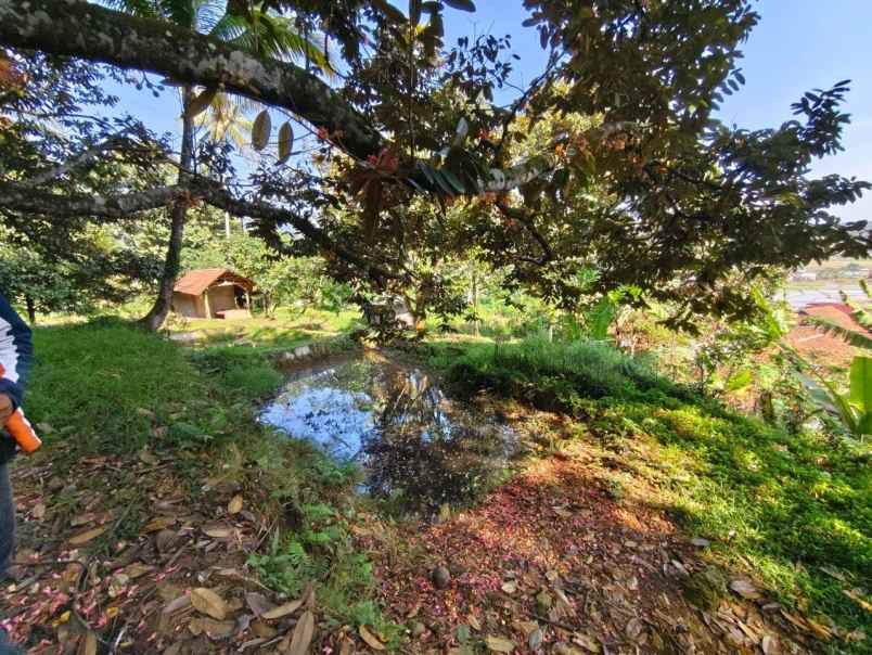 5 ha kebun alpukat cuma rp5 miliar
