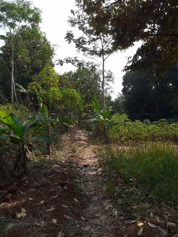 dijual cepat tanah 3 000 m2 lbh