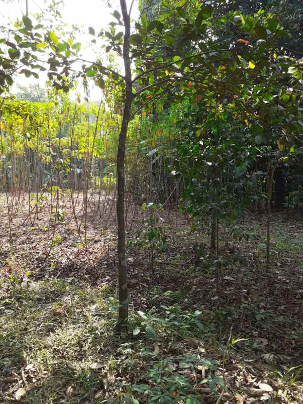 dijual cepat tanah 3 000 m2 lbh