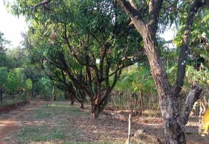 dijual kebun mangga gincu