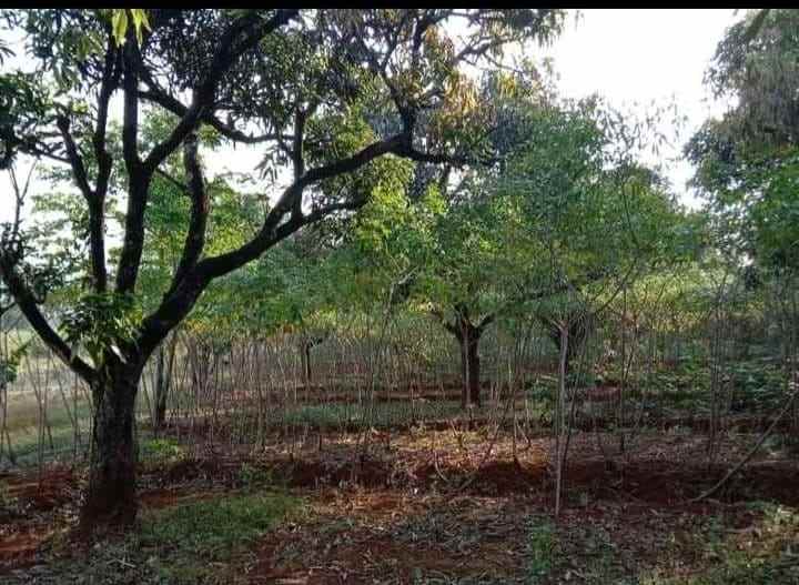 dijual kebun mangga gincu