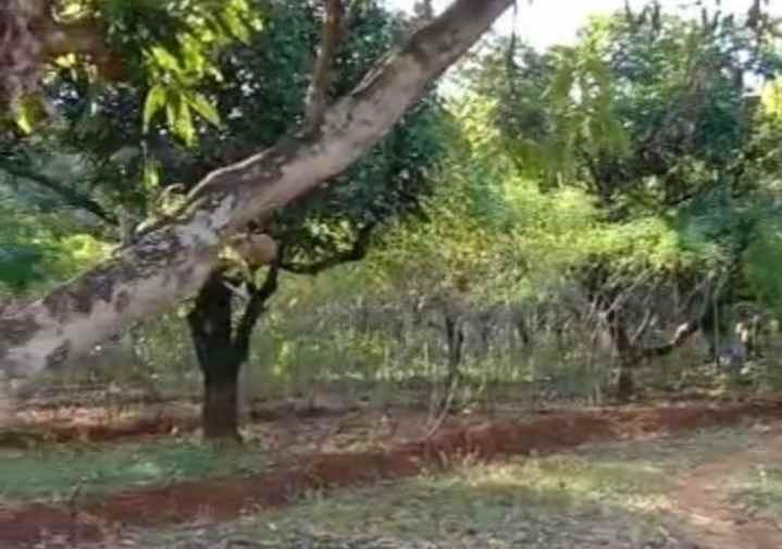 dijual kebun mangga gincu