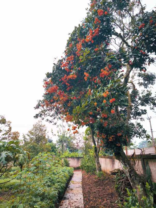 dijual rumah cibeuteung udik ciseeng bogor