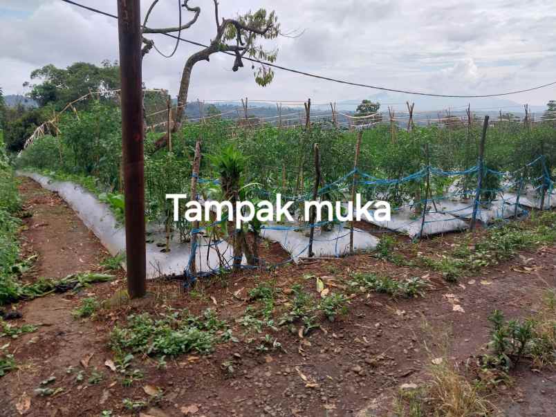dijual tanah blok camara cigendel