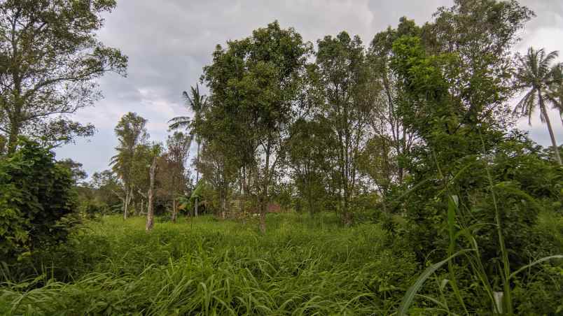 dijual tanah dusun ledok desa jelun kec