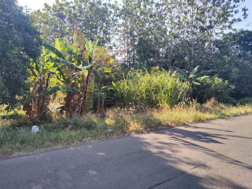 dijual tanah jalan raya gantar bantarhuni