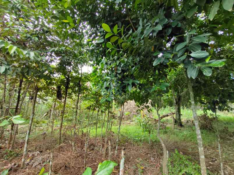 dijual tanah jl baitur rahman lubangbuaya