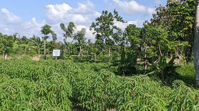 dijual tanah jl ikan layur kel sobo kec