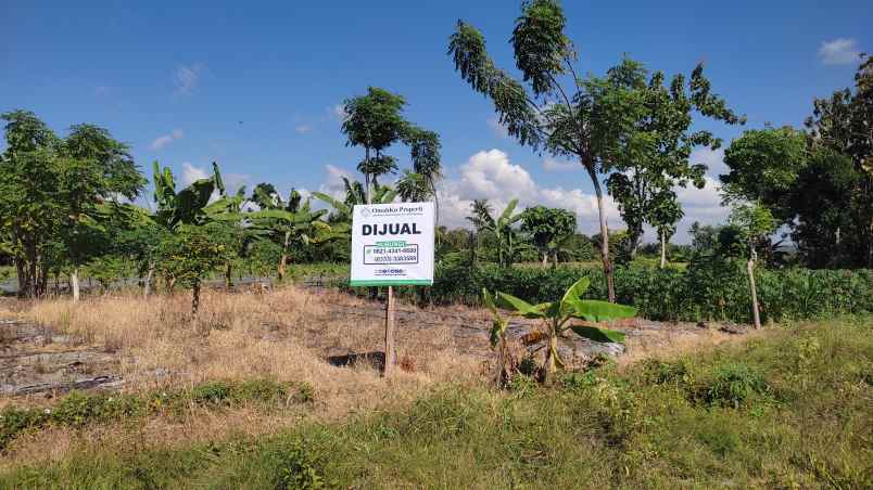 dijual tanah jl ikan layur kel sobo kec