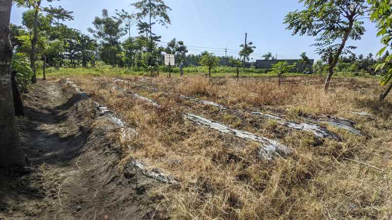 dijual tanah jl ikan layur kel sobo kec