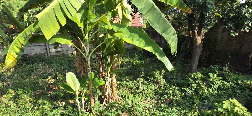 dijual tanah jl semboja no 2 rt 3 rw 8