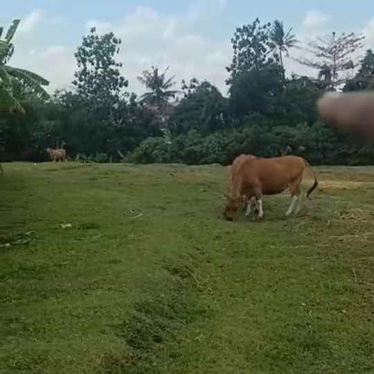 dijual tanah jln panji kebo iwo utara iii