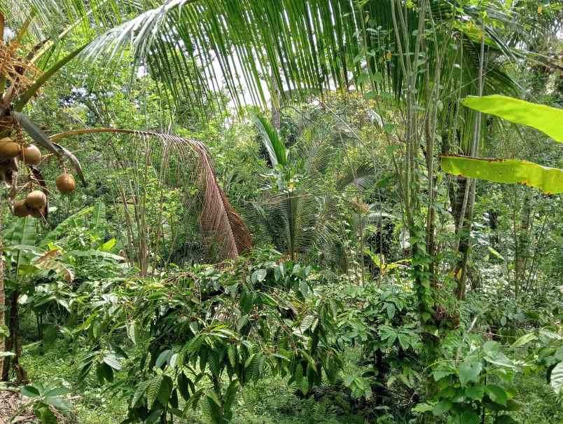 dijual tanah kebun los sungai murah tempat strategis