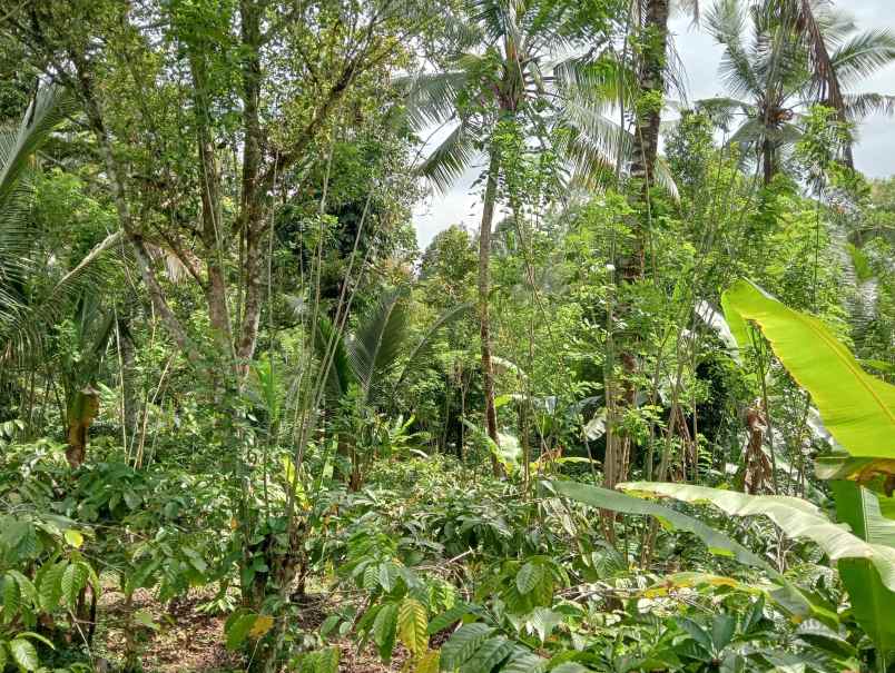 dijual tanah kebun los sungai murah tempat strategis