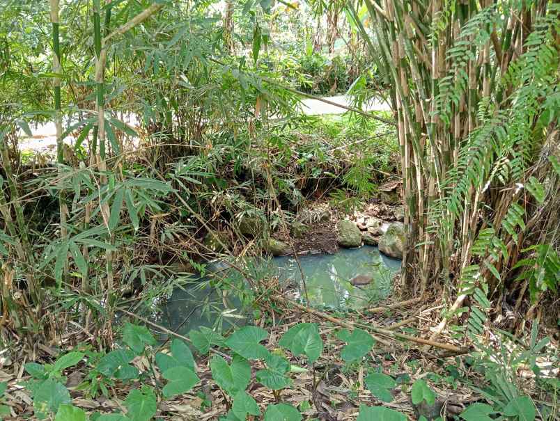 dijual tanah kebun los sungai murah tempat strategis