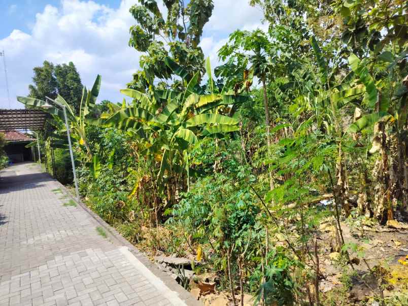 dijual tanah pendowoharjo sewon bantul