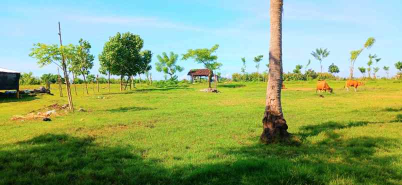 dijual tanah pengambengan negara