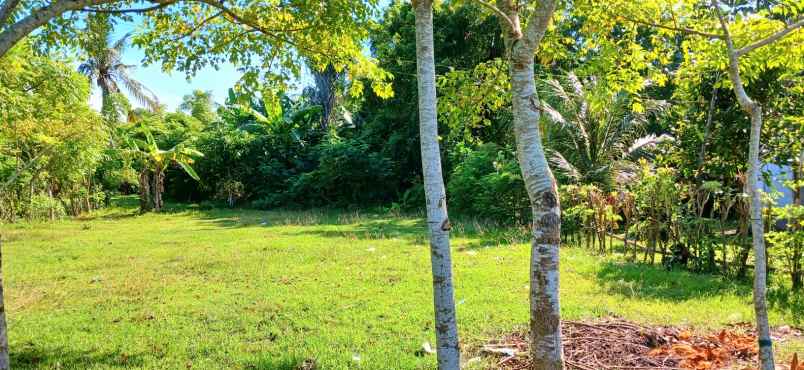 dijual tanah pengambengan negara