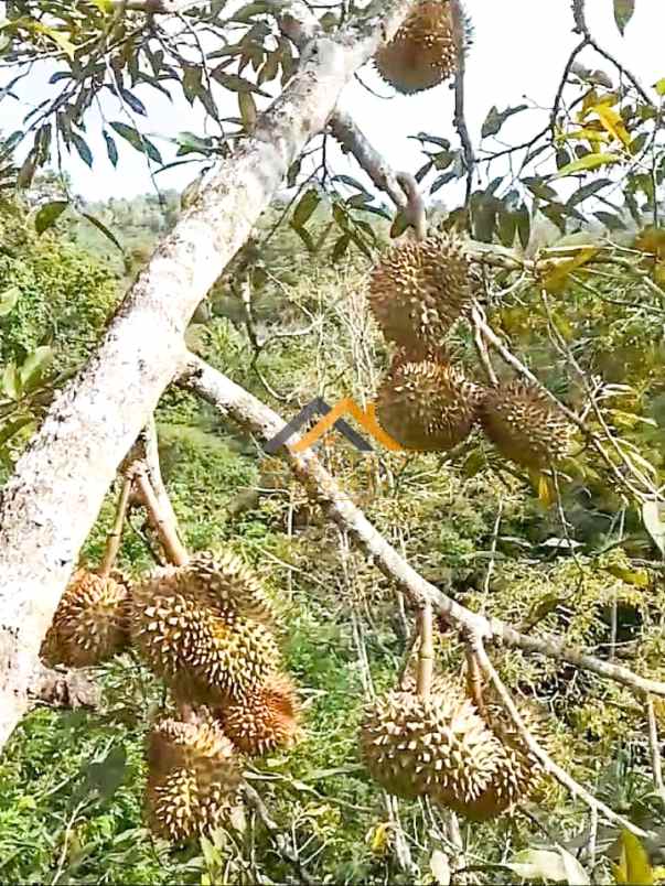 dijual tanah perkebunan daerah pupuan tabanan bali