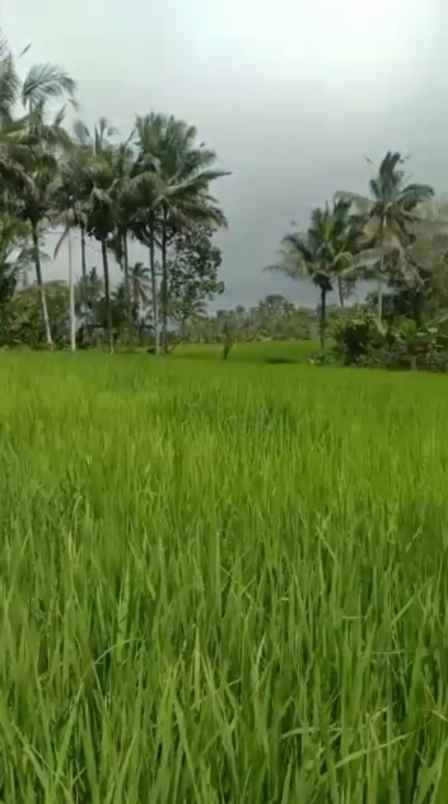 dijual tanah sanda tabanan bali