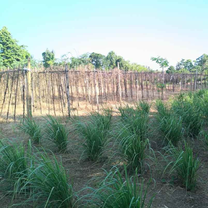 dijual tanah tangguntiti