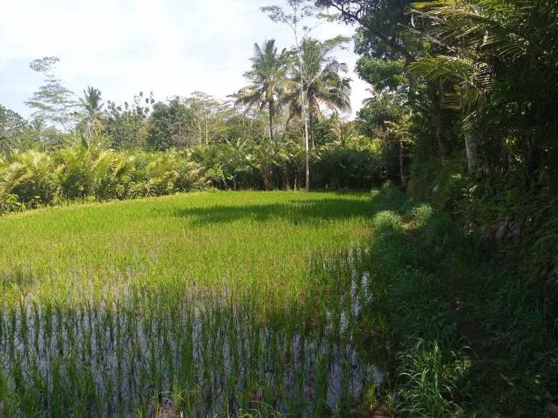 dijual tanah untuk tanaman komoditas