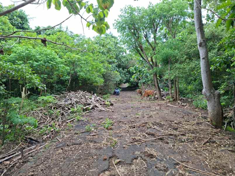 disewakan tanah pecatu badung bali