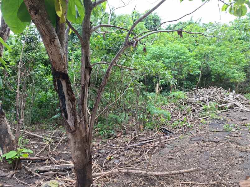 disewakan tanah pecatu badung bali