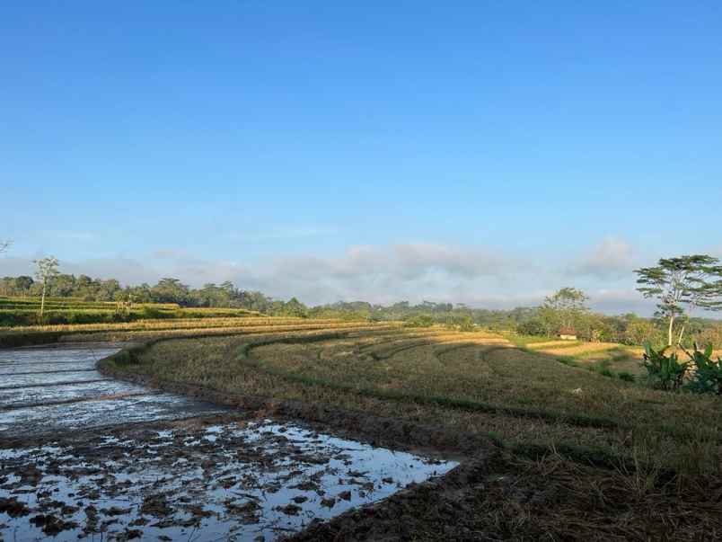 jual tanah sawah 6890m karanganyar