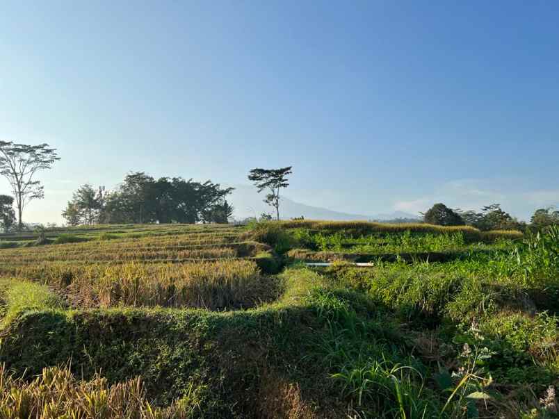 jual tanah sawah 6890m karanganyar