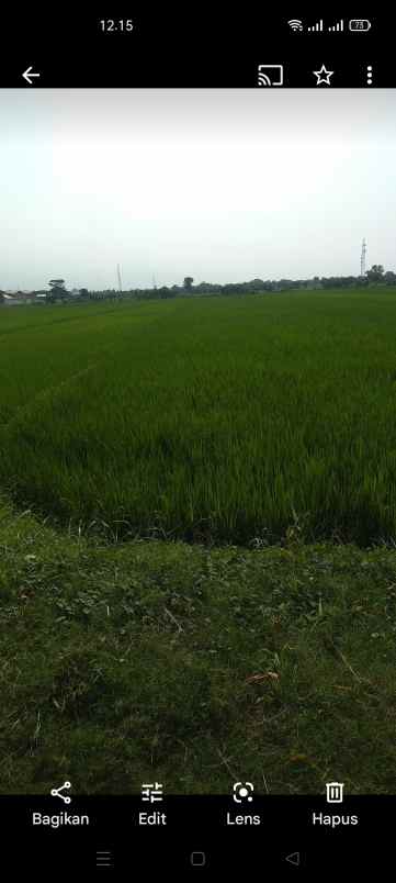 jual tanah sawah luas 2600m