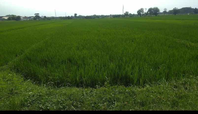 jual tanah sawah luas 2600m