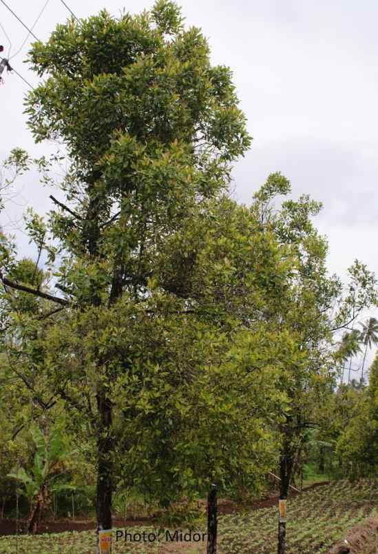 kebun durian dan cengkih subang jawa barat