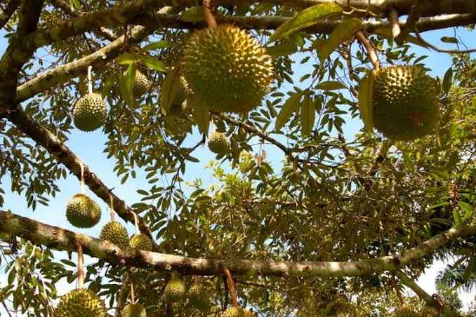 kebun durian dan cengkih subang jawa barat
