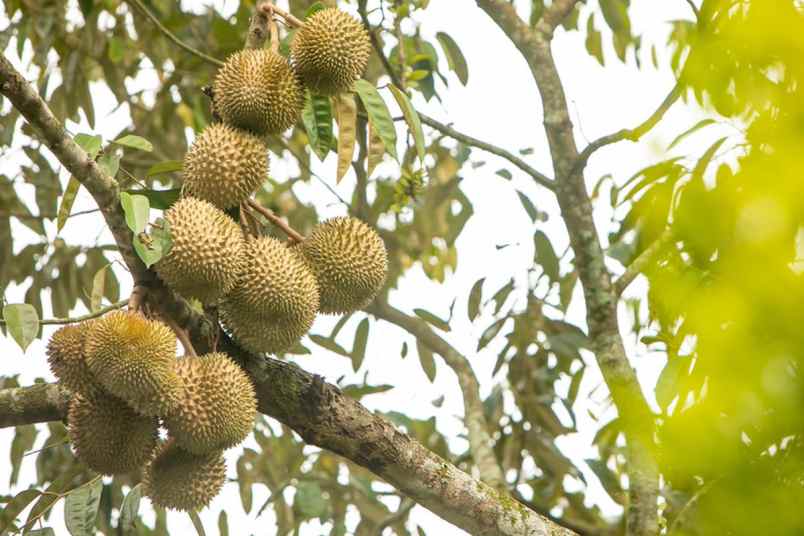 kebun durian dan cengkih subang jawa barat