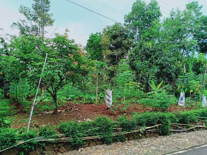 kebun durian utara pasar mojogedang karanganyar