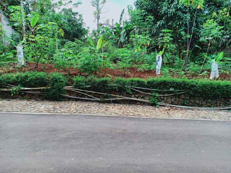 kebun durian utara pasar mojogedang karanganyar