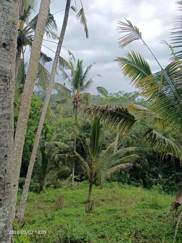 kebun harga murah dekat bali palms villa bali