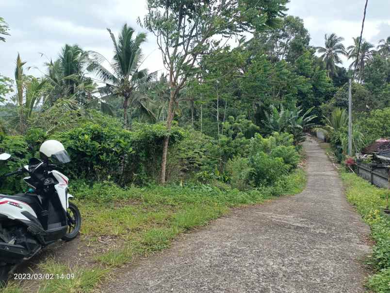 kebun harga murah dekat bali palms villa bali