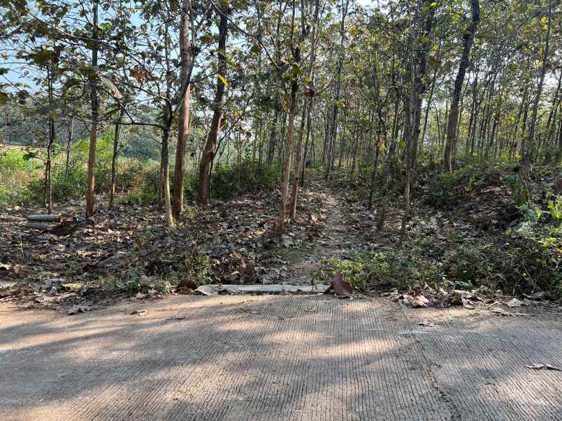 kebun jati siap panen 2311m kerjo karanganyar