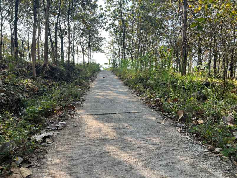 kebun jati siap panen 2311m kerjo karanganyar